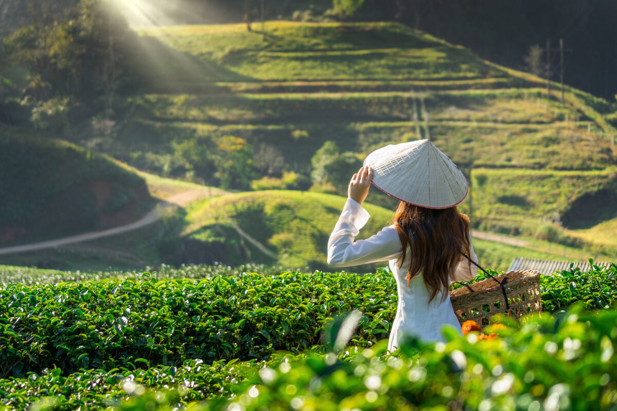3 giá trị thương hiệu cà phê đôi dép ảnh đồi chè
