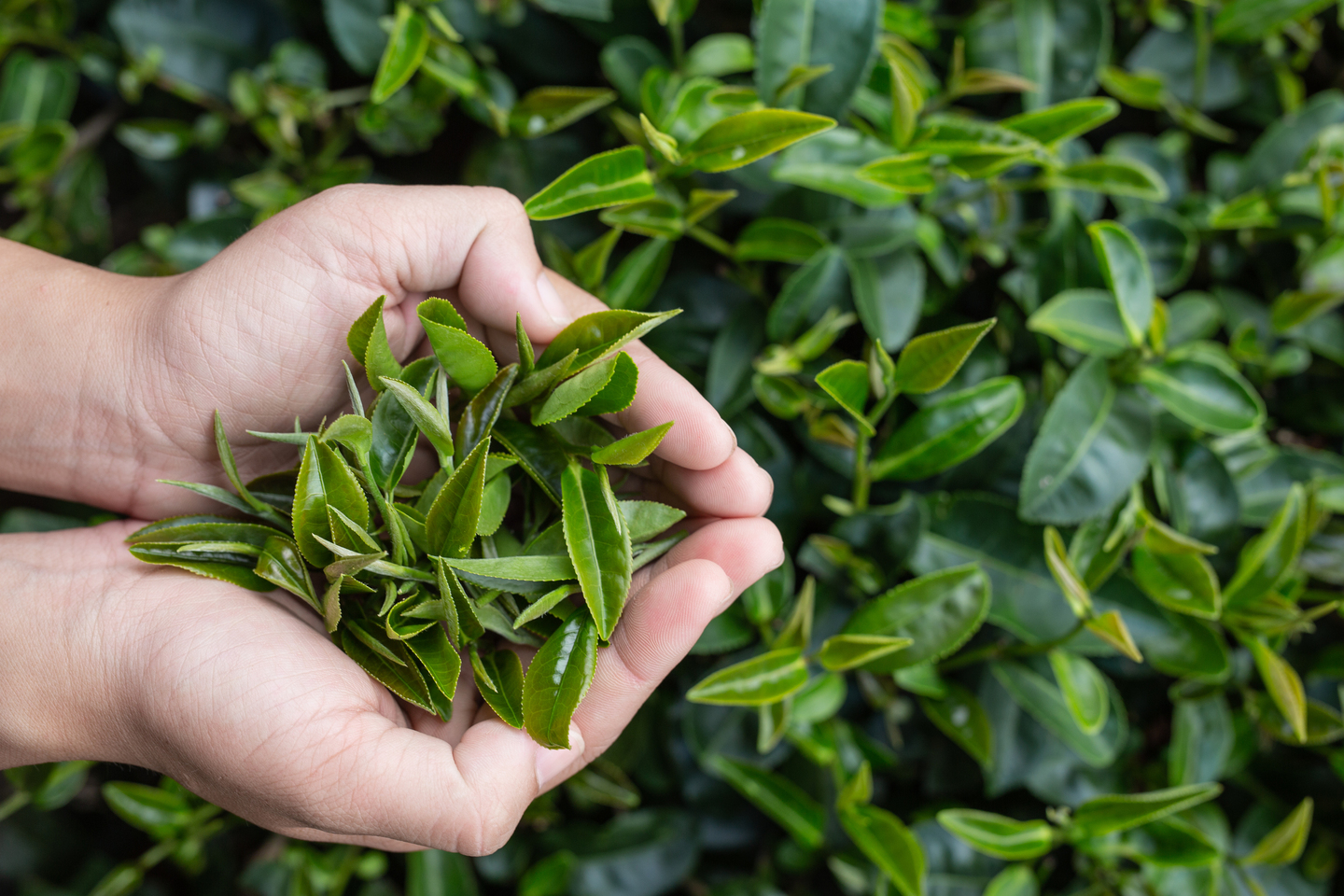 Trà Oolong Thuần vị Đôi Dép ảnh mô tả 2 | Đôi Dép